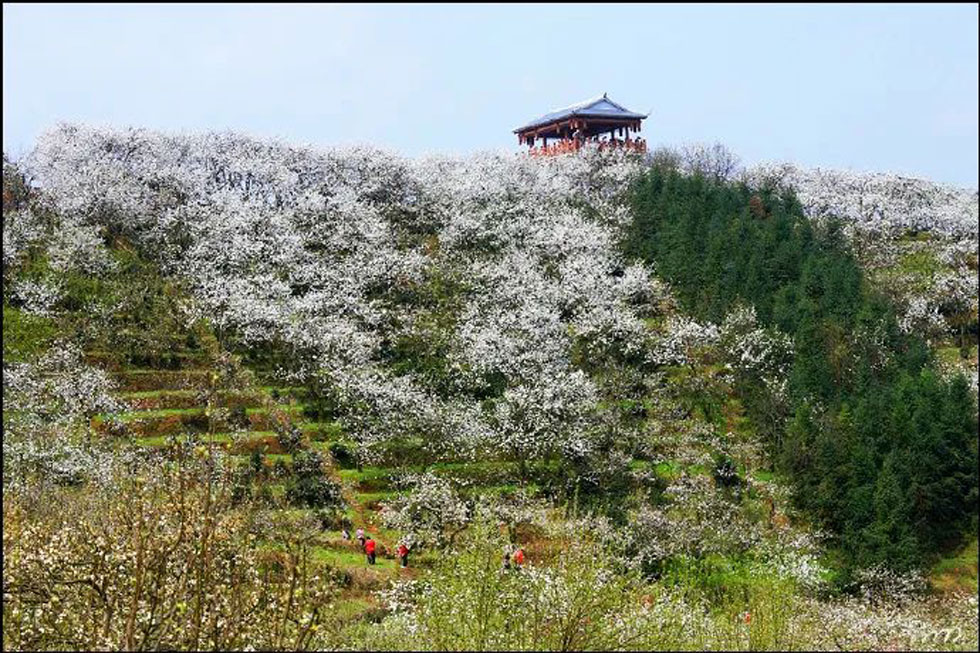 【春天，广西桂林灌阳县向您发出邀请！】我们在灌阳看梨花 - 游山玩水 - 阿坝生活社区 - 阿坝28生活网 ab.28life.net