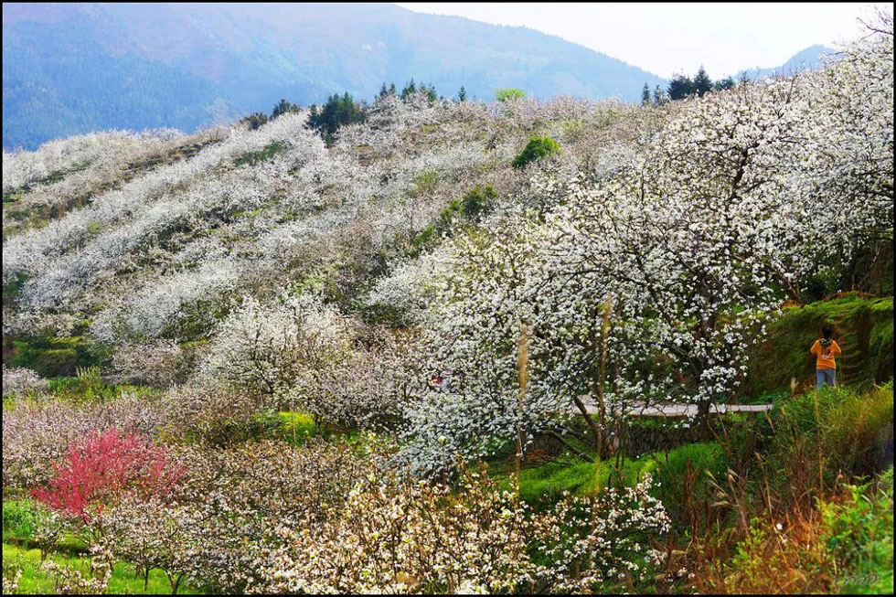 【春天，广西桂林灌阳县向您发出邀请！】我们在灌阳看梨花 - 游山玩水 - 阿坝生活社区 - 阿坝28生活网 ab.28life.net