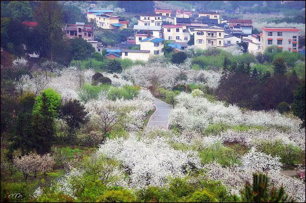 【春天，广西桂林灌阳县向您发出邀请！】我们在灌阳看梨花 - 游山玩水 - 阿坝生活社区 - 阿坝28生活网 ab.28life.net