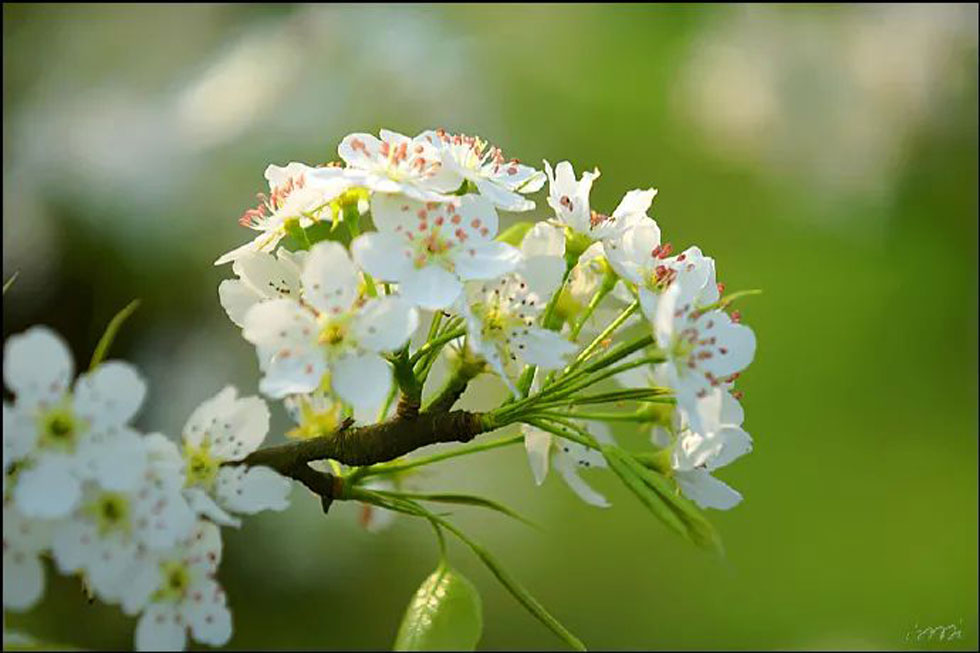 【春天，广西桂林灌阳县向您发出邀请！】我们在灌阳看梨花 - 游山玩水 - 阿坝生活社区 - 阿坝28生活网 ab.28life.net