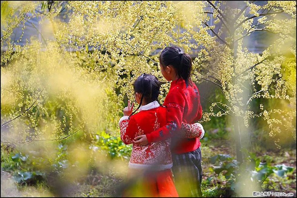 【春天，广西桂林灌阳县向您发出邀请！】米珠山前有片山苍子花在飘香 - 游山玩水 - 阿坝生活社区 - 阿坝28生活网 ab.28life.net