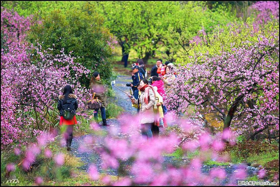 【春天，广西桂林灌阳县向您发出邀请！】官庄村有个醉美的桃花园 - 游山玩水 - 阿坝生活社区 - 阿坝28生活网 ab.28life.net