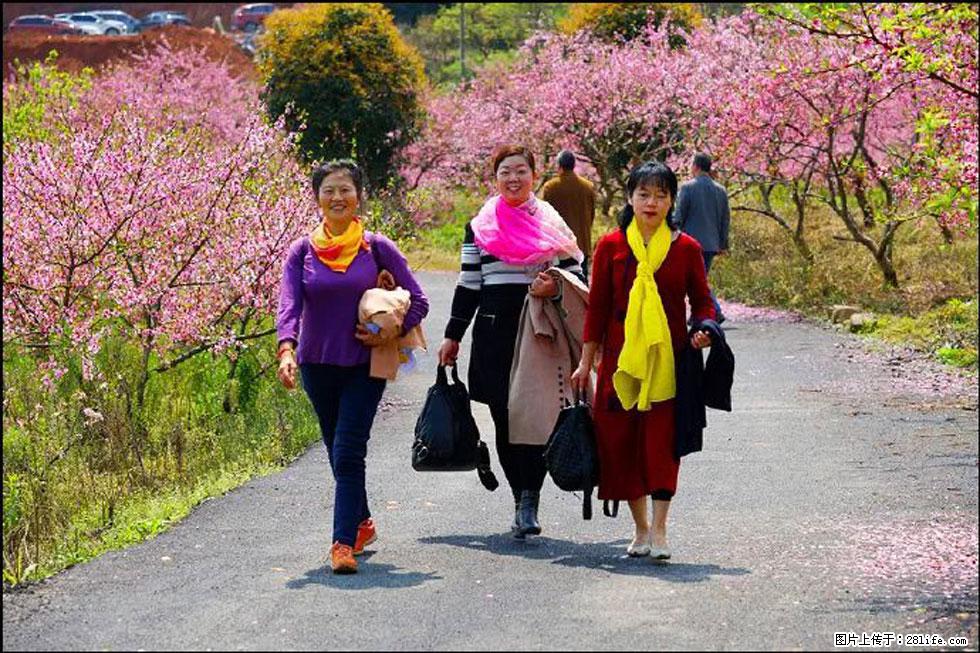 【春天，广西桂林灌阳县向您发出邀请！】官庄村有个醉美的桃花园 - 游山玩水 - 阿坝生活社区 - 阿坝28生活网 ab.28life.net