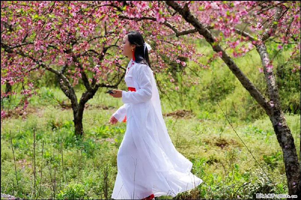 【春天，广西桂林灌阳县向您发出邀请！】官庄村有个醉美的桃花园 - 游山玩水 - 阿坝生活社区 - 阿坝28生活网 ab.28life.net