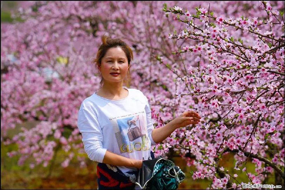 【春天，广西桂林灌阳县向您发出邀请！】官庄村有个醉美的桃花园 - 游山玩水 - 阿坝生活社区 - 阿坝28生活网 ab.28life.net