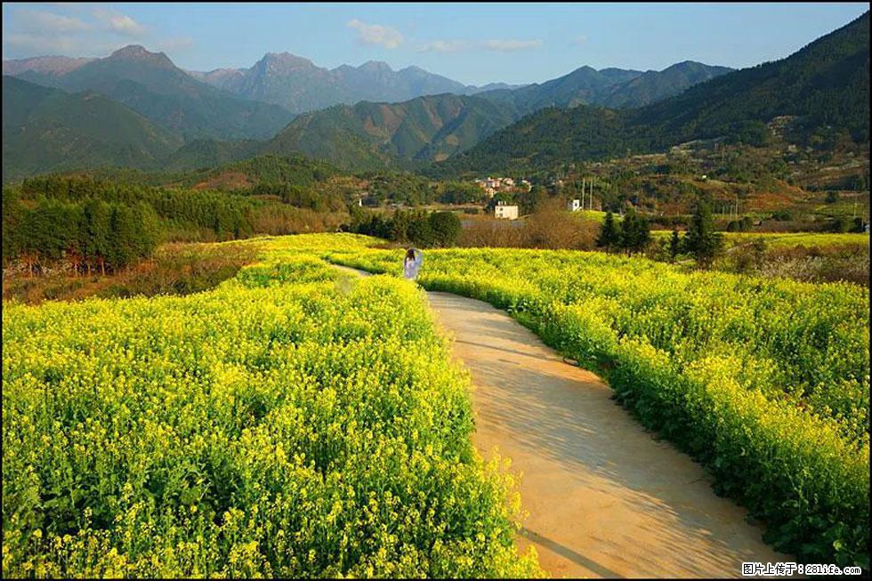【春天，广西桂林灌阳县向您发出邀请！】长坪村油菜盛情花开 - 游山玩水 - 阿坝生活社区 - 阿坝28生活网 ab.28life.net