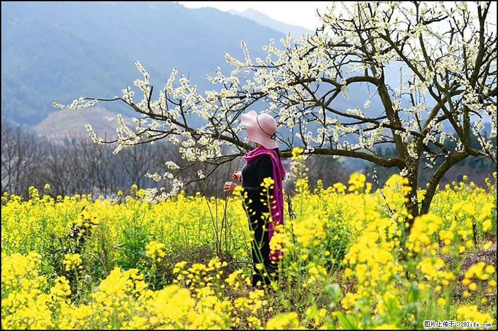 【春天，广西桂林灌阳县向您发出邀请！】长坪村油菜盛情花开 - 游山玩水 - 阿坝生活社区 - 阿坝28生活网 ab.28life.net