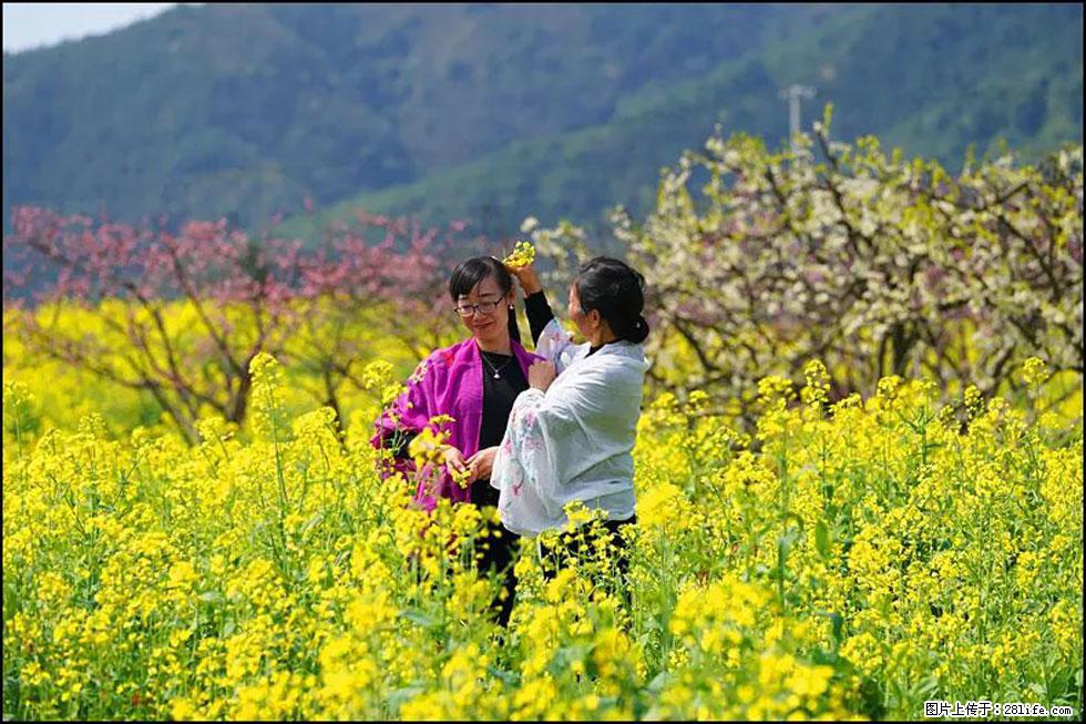 【春天，广西桂林灌阳县向您发出邀请！】长坪村油菜盛情花开 - 游山玩水 - 阿坝生活社区 - 阿坝28生活网 ab.28life.net