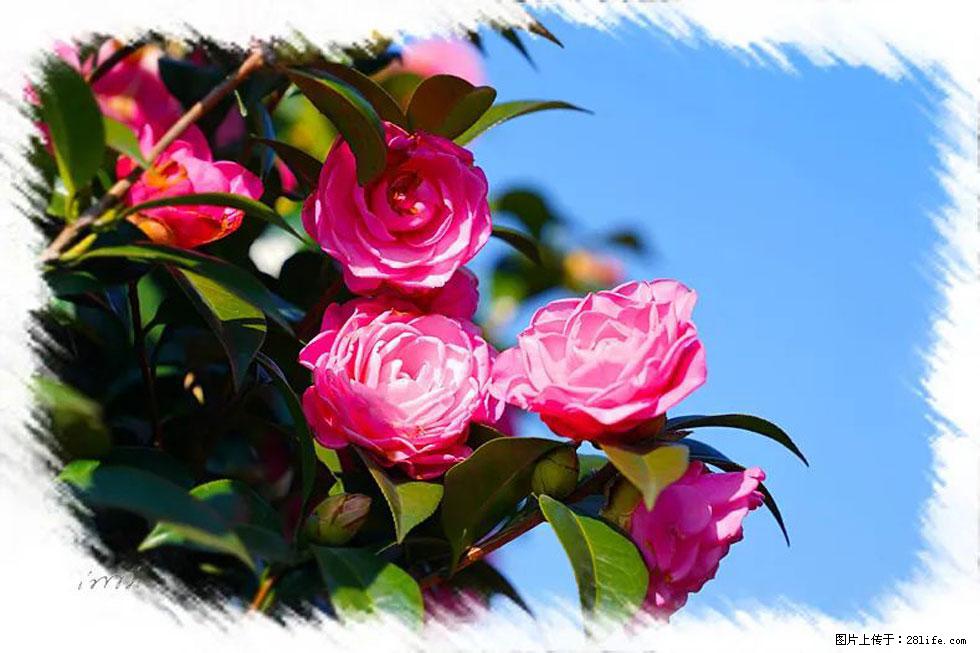 【春天，广西桂林灌阳县向您发出邀请！】杨柳井茶花惹人爱 - 游山玩水 - 阿坝生活社区 - 阿坝28生活网 ab.28life.net