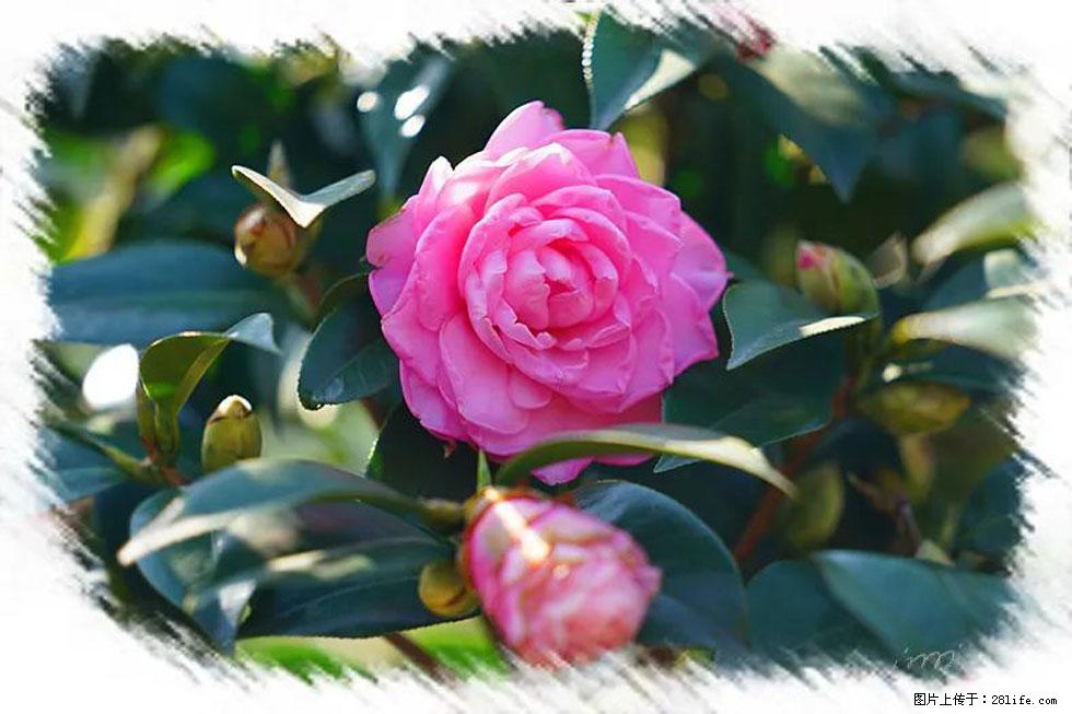 【春天，广西桂林灌阳县向您发出邀请！】杨柳井茶花惹人爱 - 游山玩水 - 阿坝生活社区 - 阿坝28生活网 ab.28life.net