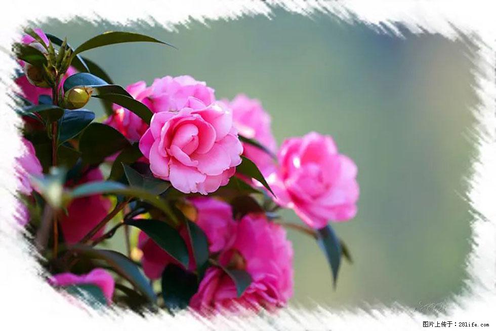 【春天，广西桂林灌阳县向您发出邀请！】杨柳井茶花惹人爱 - 游山玩水 - 阿坝生活社区 - 阿坝28生活网 ab.28life.net
