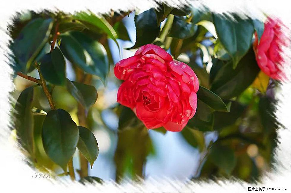 【春天，广西桂林灌阳县向您发出邀请！】杨柳井茶花惹人爱 - 游山玩水 - 阿坝生活社区 - 阿坝28生活网 ab.28life.net