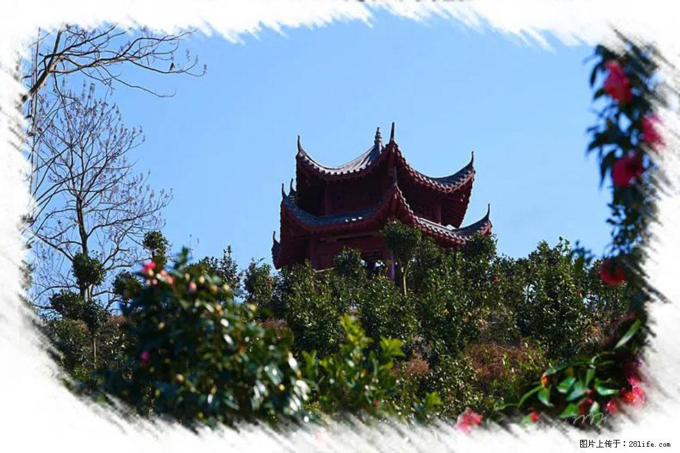 【春天，广西桂林灌阳县向您发出邀请！】杨柳井茶花惹人爱 - 游山玩水 - 阿坝生活社区 - 阿坝28生活网 ab.28life.net