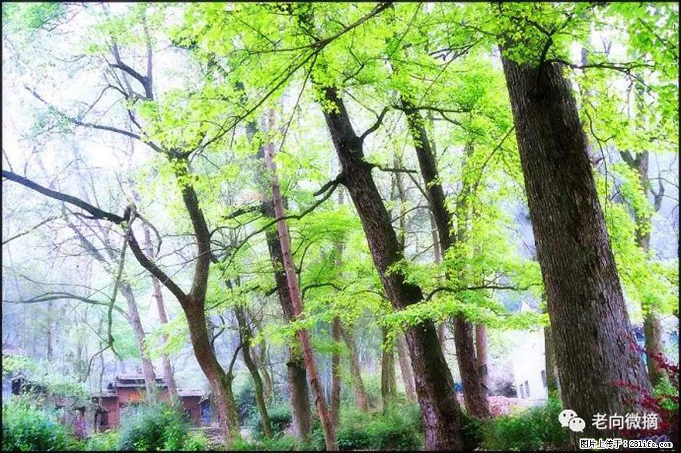 【春天，广西桂林灌阳县向您发出邀请！】在小龙村与春天约会 - 游山玩水 - 阿坝生活社区 - 阿坝28生活网 ab.28life.net