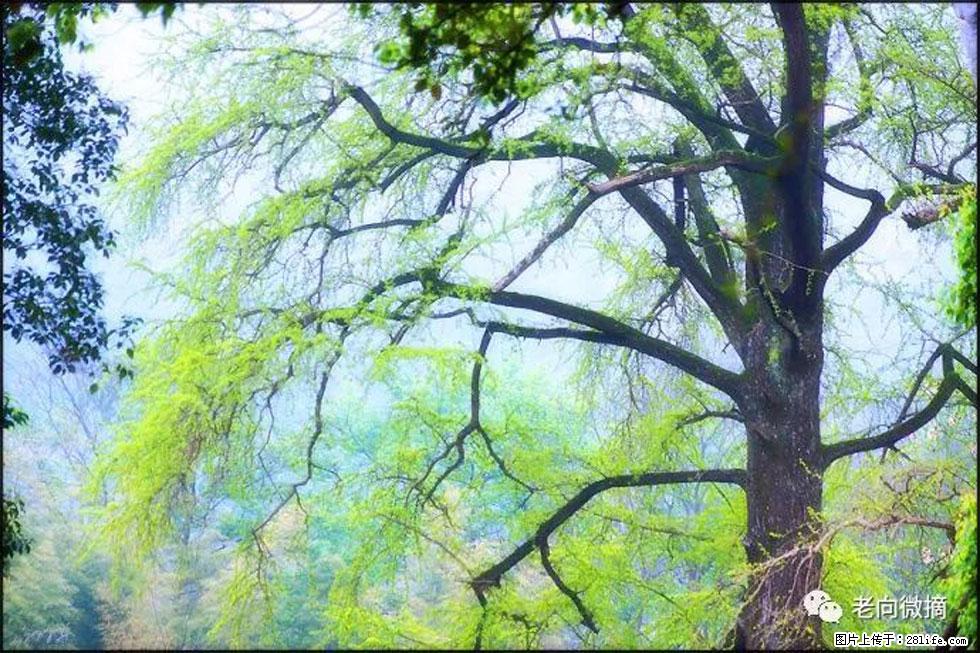 【春天，广西桂林灌阳县向您发出邀请！】在小龙村与春天约会 - 游山玩水 - 阿坝生活社区 - 阿坝28生活网 ab.28life.net