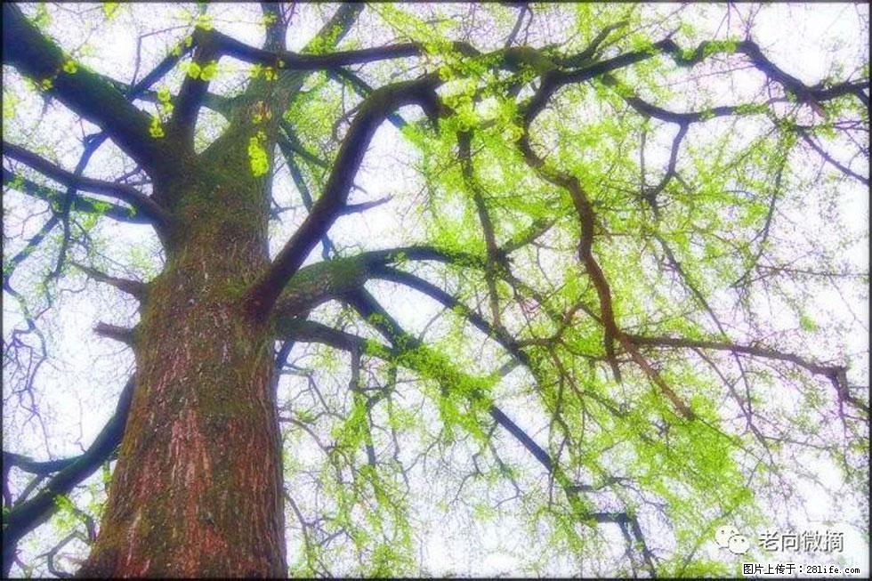 【春天，广西桂林灌阳县向您发出邀请！】在小龙村与春天约会 - 游山玩水 - 阿坝生活社区 - 阿坝28生活网 ab.28life.net