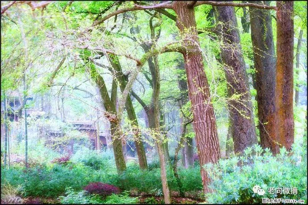 【春天，广西桂林灌阳县向您发出邀请！】在小龙村与春天约会 - 游山玩水 - 阿坝生活社区 - 阿坝28生活网 ab.28life.net