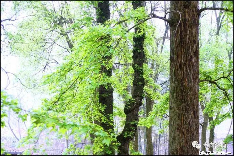 【春天，广西桂林灌阳县向您发出邀请！】在小龙村与春天约会 - 游山玩水 - 阿坝生活社区 - 阿坝28生活网 ab.28life.net