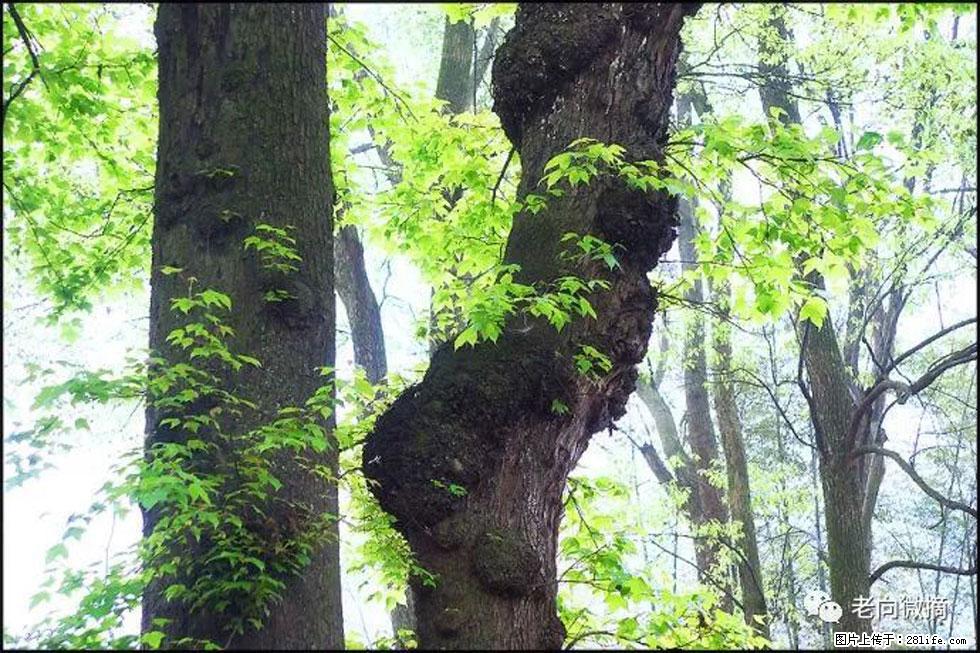 【春天，广西桂林灌阳县向您发出邀请！】在小龙村与春天约会 - 游山玩水 - 阿坝生活社区 - 阿坝28生活网 ab.28life.net