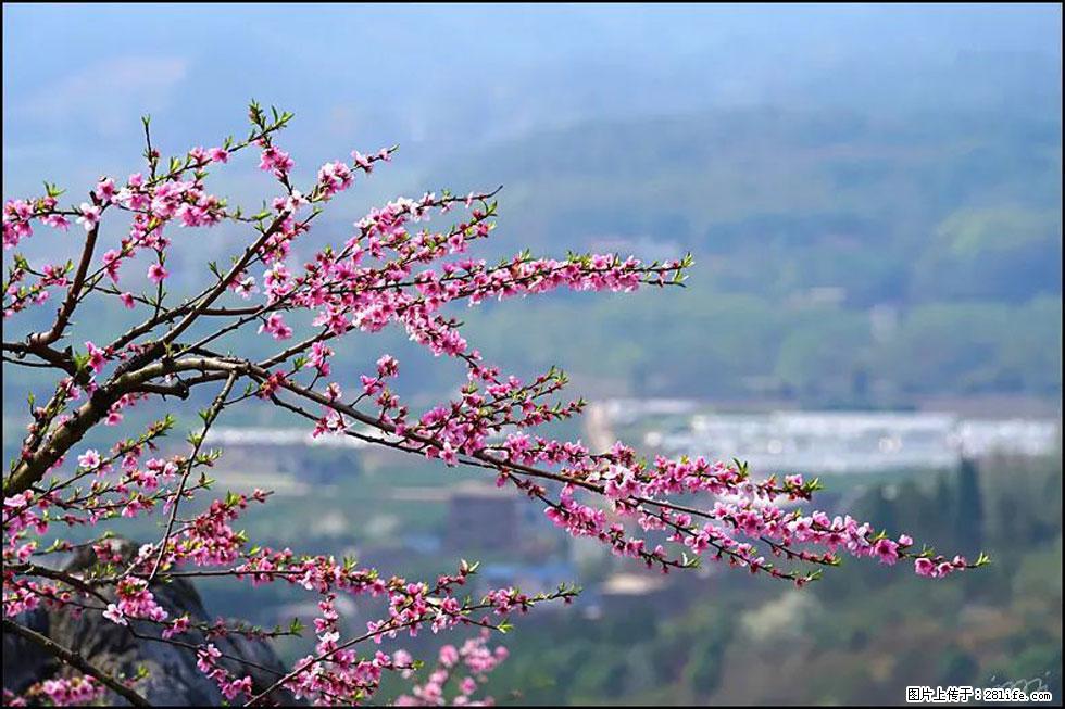 【春天，广西桂林灌阳县向您发出邀请！】望月岭上桃花开 - 游山玩水 - 阿坝生活社区 - 阿坝28生活网 ab.28life.net