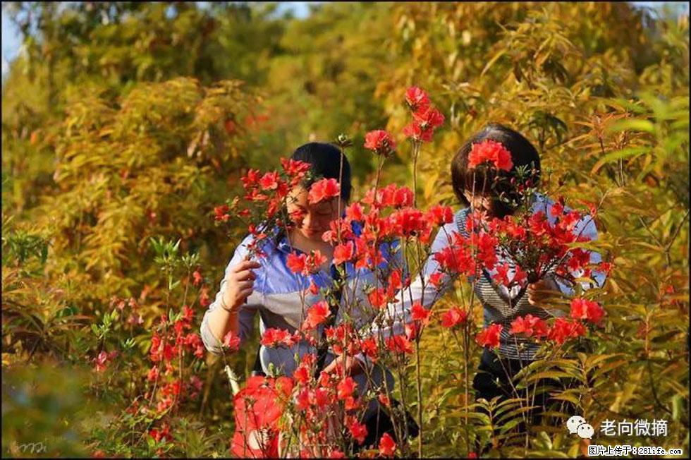 【春天，广西桂林灌阳县向您发出邀请！】登麒麟山，相约映山红 - 游山玩水 - 阿坝生活社区 - 阿坝28生活网 ab.28life.net