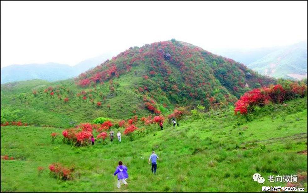 【春天，广西桂林灌阳县向您发出邀请！】宝盖山上映山红 - 游山玩水 - 阿坝生活社区 - 阿坝28生活网 ab.28life.net