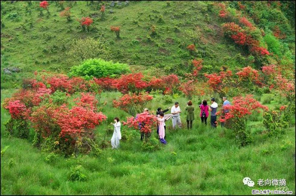 【春天，广西桂林灌阳县向您发出邀请！】宝盖山上映山红 - 游山玩水 - 阿坝生活社区 - 阿坝28生活网 ab.28life.net
