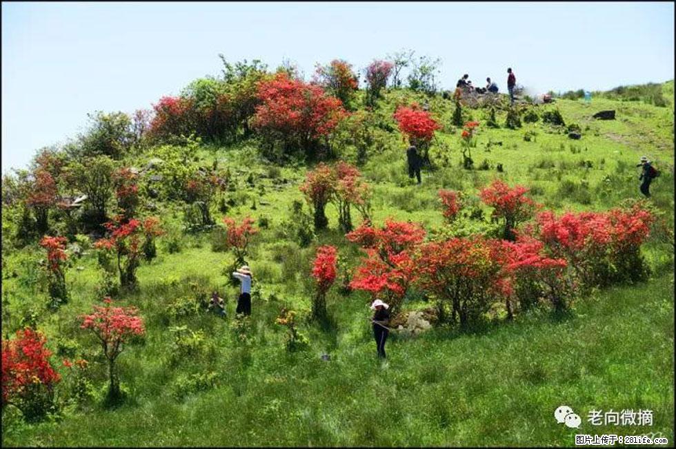 【春天，广西桂林灌阳县向您发出邀请！】宝盖山上映山红 - 游山玩水 - 阿坝生活社区 - 阿坝28生活网 ab.28life.net