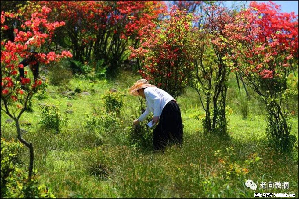 【春天，广西桂林灌阳县向您发出邀请！】宝盖山上映山红 - 游山玩水 - 阿坝生活社区 - 阿坝28生活网 ab.28life.net