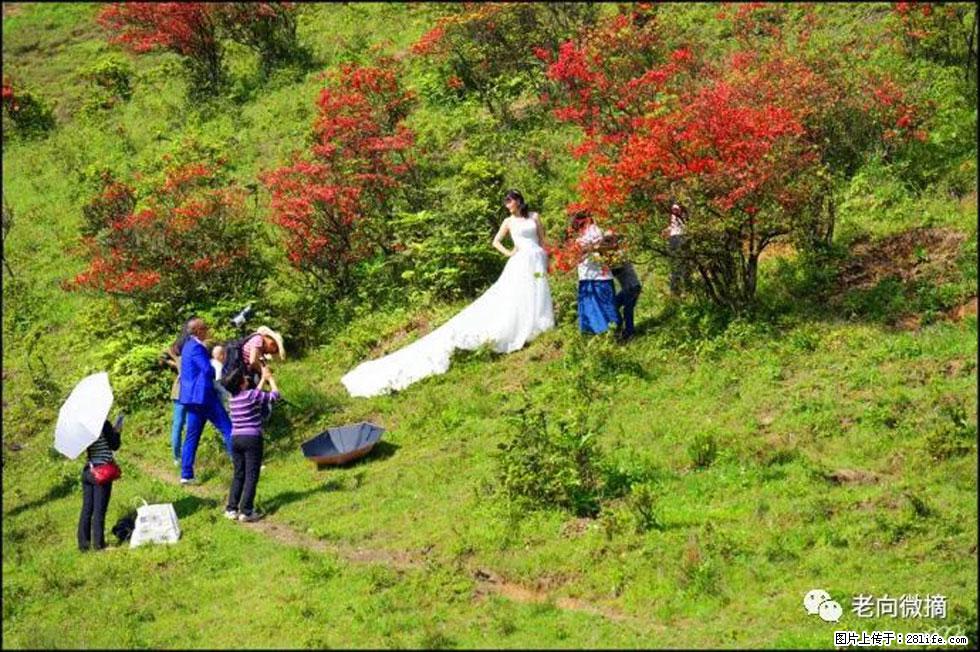 【春天，广西桂林灌阳县向您发出邀请！】宝盖山上映山红 - 游山玩水 - 阿坝生活社区 - 阿坝28生活网 ab.28life.net