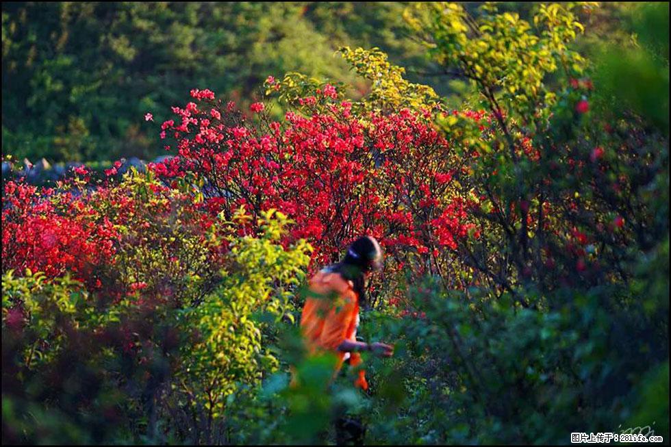 【春天，广西桂林灌阳县向您发出邀请！】春木界上映山红 - 游山玩水 - 阿坝生活社区 - 阿坝28生活网 ab.28life.net