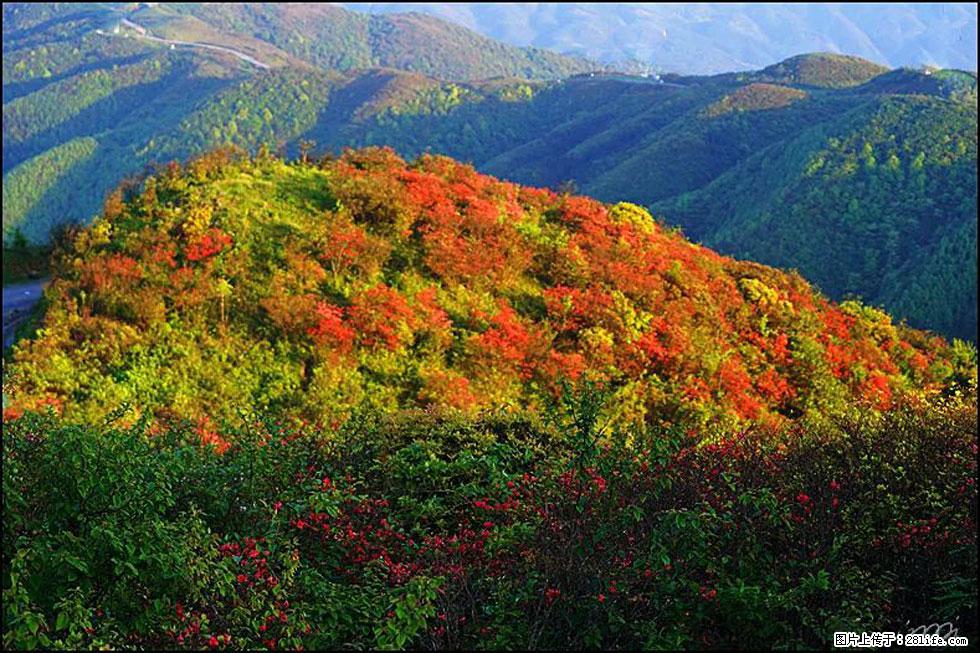 【春天，广西桂林灌阳县向您发出邀请！】春木界上映山红 - 游山玩水 - 阿坝生活社区 - 阿坝28生活网 ab.28life.net
