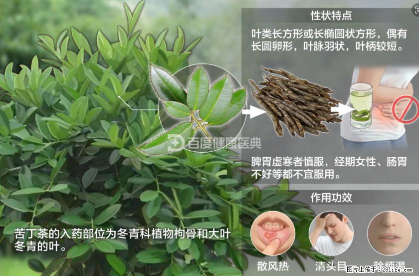 苦丁茶有哪些功效和作用 - 生活百科 - 阿坝生活社区 - 阿坝28生活网 ab.28life.net