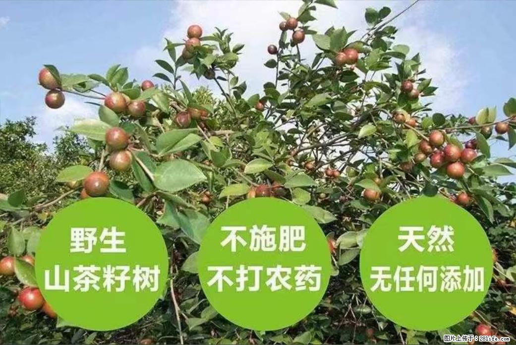 【灌阳县油茶产业示范区】一个有着充实的精神生活的人，对待身外之物自会有一种淡泊的态度 - 美食天地 - 阿坝生活社区 - 阿坝28生活网 ab.28life.net