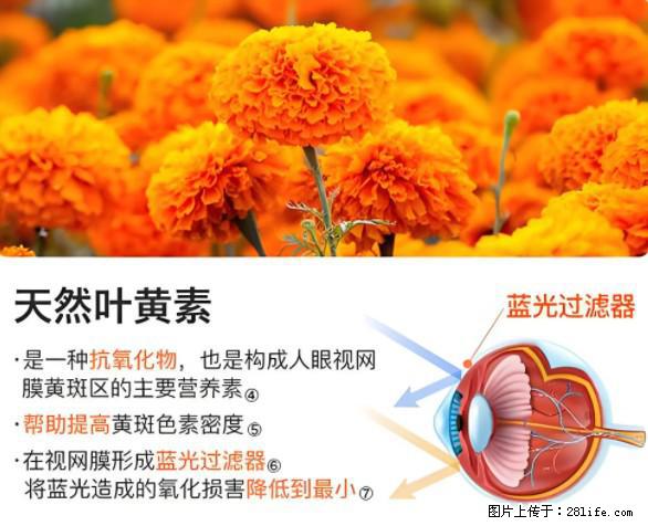 叶黄素有什么功效和作用 - 生活百科 - 阿坝生活社区 - 阿坝28生活网 ab.28life.net