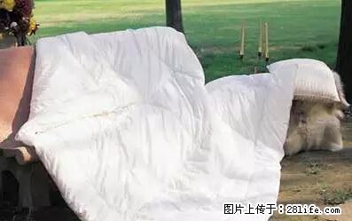 被子有异味？只要这样做，比晒太阳还强100倍！ - 家居生活 - 阿坝生活社区 - 阿坝28生活网 ab.28life.net