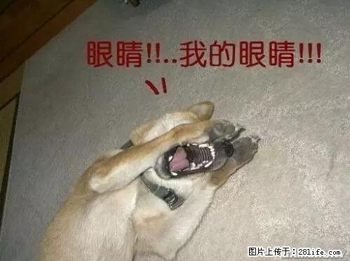 笑癫了！一女的怀孕三年未生，他终于忍不住了... - 娱乐八卦 - 阿坝生活社区 - 阿坝28生活网 ab.28life.net