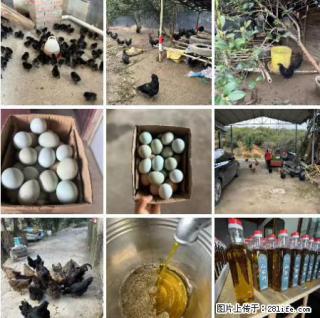 油茶园从小鸡仔开始养起的纯土鸡、土鸡蛋可以预定啦！还有前几天刚榨的纯山茶油哦 - 阿坝28生活网 ab.28life.net