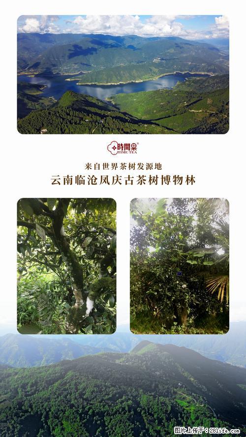 时间果百年古树2025年春红茶 - 购物交流 - 阿坝生活社区 - 阿坝28生活网 ab.28life.net