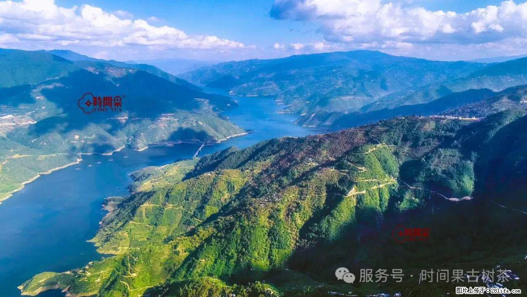 时间果百年古树龙珠普洱生茶 - 购物交流 - 阿坝生活社区 - 阿坝28生活网 ab.28life.net