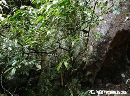 平乐石崖茶，珍贵仅次于金花茶 - 阿坝生活资讯 - 阿坝28生活网 ab.28life.net