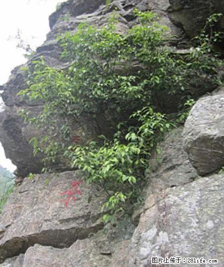 平乐石崖茶，珍贵仅次于金花茶 - 阿坝生活资讯 - 阿坝28生活网 ab.28life.net