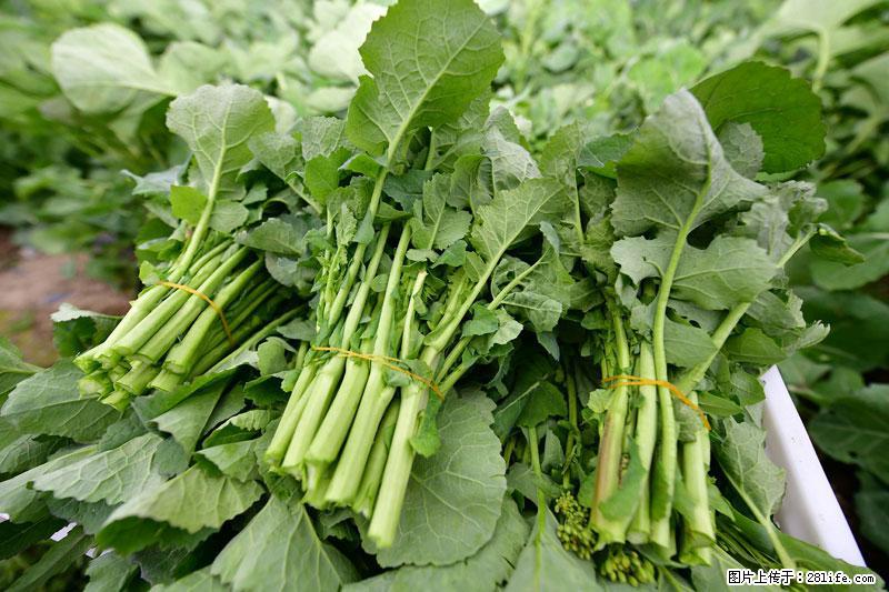 这些蔬菜是“天然钙片”，这6种被医生重点推荐 - 阿坝生活资讯 - 阿坝28生活网 ab.28life.net